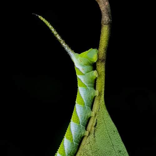 Photo #7534007