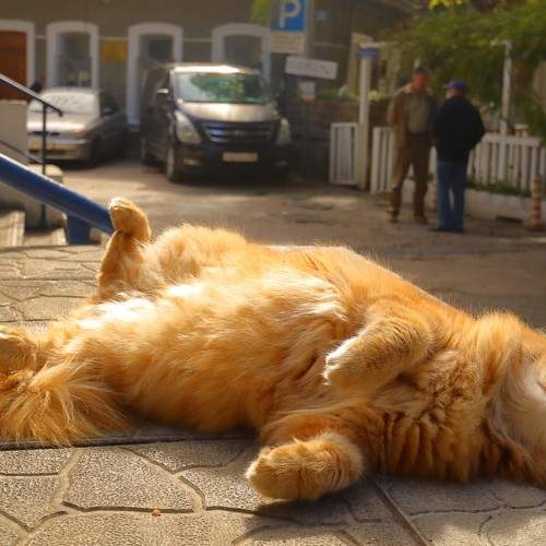 Photo #7534391