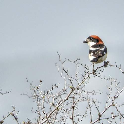 Photo #7534658