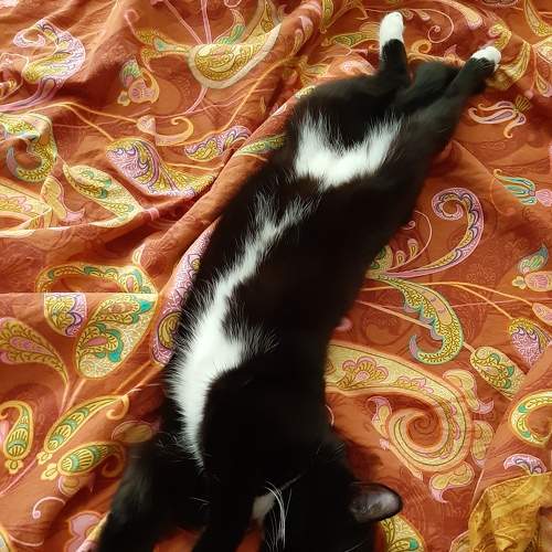 Photo #7535266
