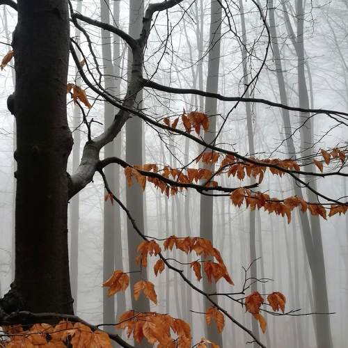 The forest in the fog.