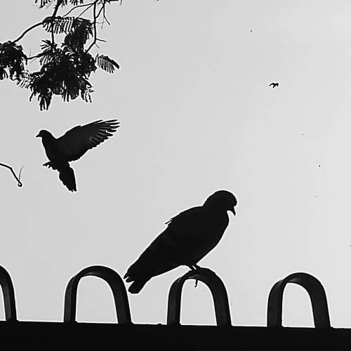 Black & white ??