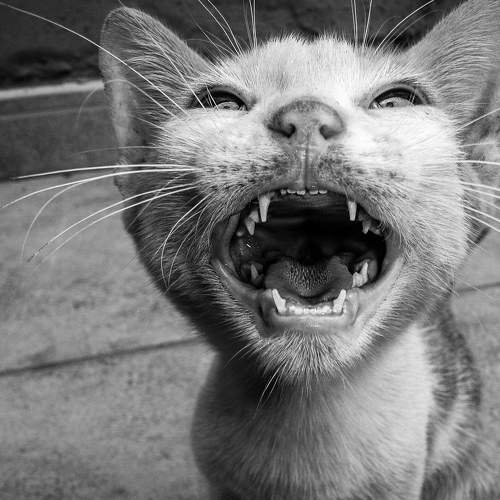 The Laughing Cat.