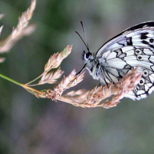 Beautiful butterfly
