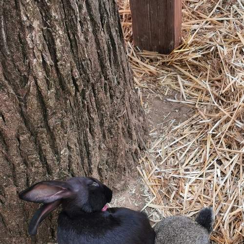 The two