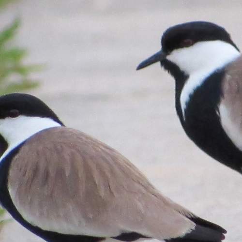 Photo #7538093