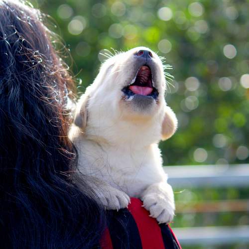 A newly born Cute little pupper howling..