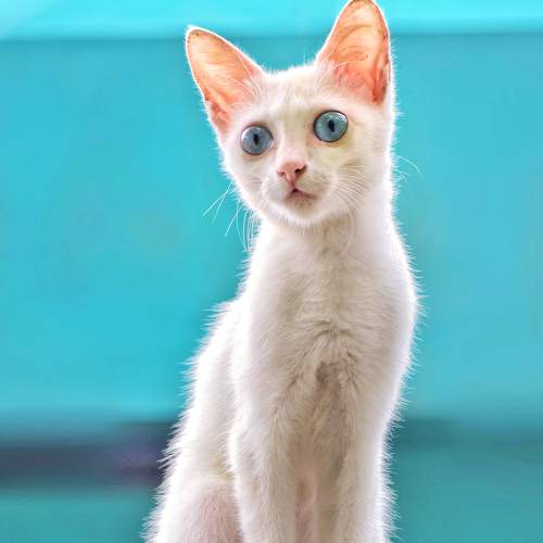 A cute little kitty with beautiful blue eyes