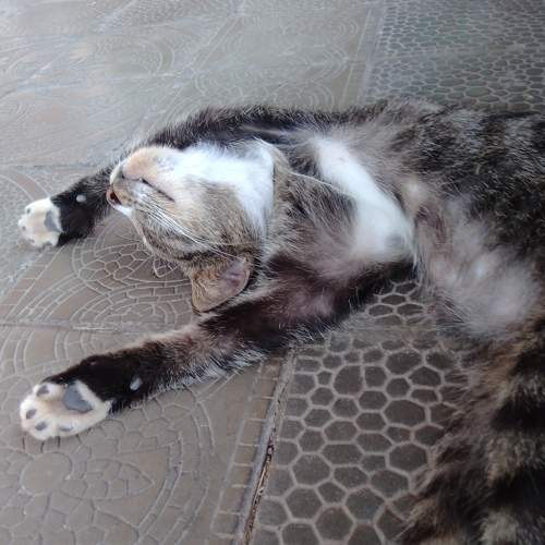 Photo #7541053