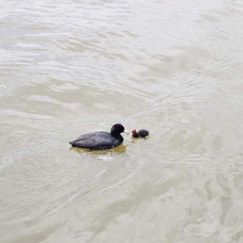 Photo #7541061