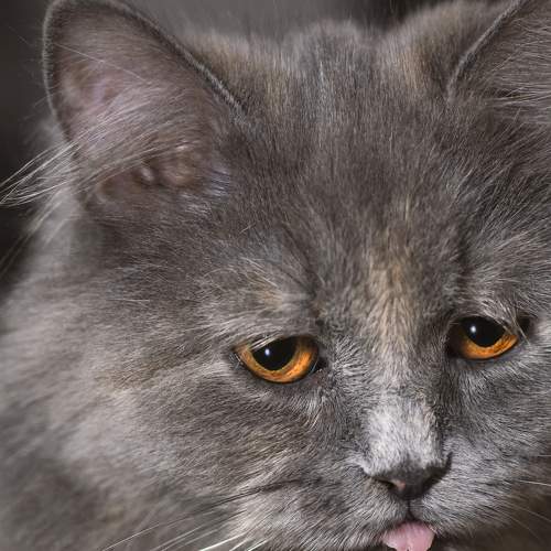 Beautiful Grey Cat With Tongue Out