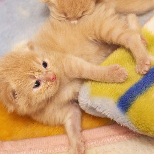 A light brown colored kitten lying in towel