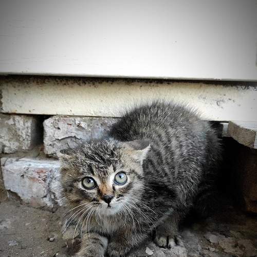 Photo #7543367