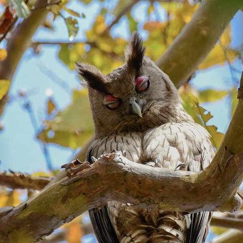 Dusky Eagle-Owl.