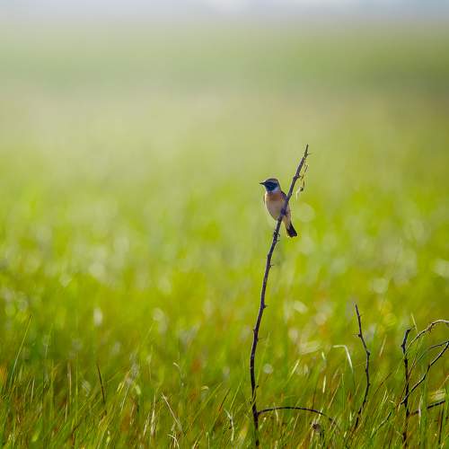 Photo #7545364