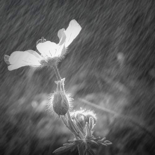 Photo #7545377