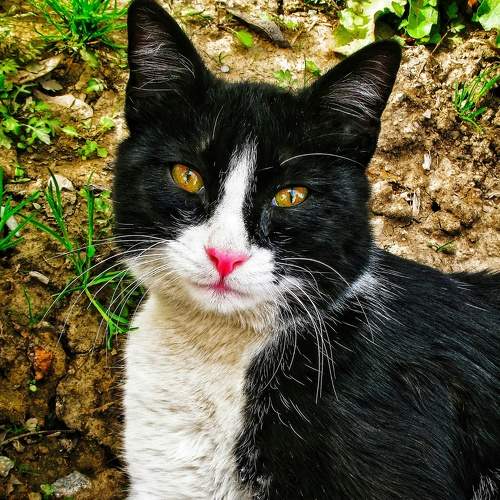 Black Cat