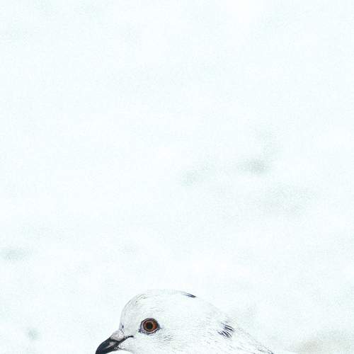 Photo #7547162