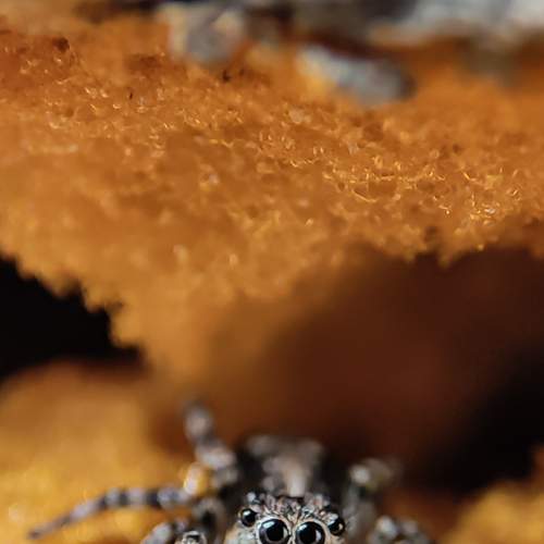 Photo #7547448