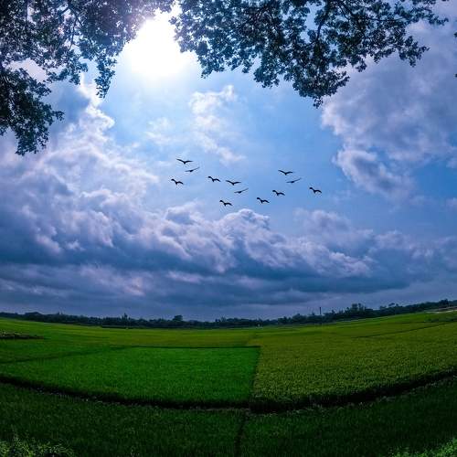 Flying Birds