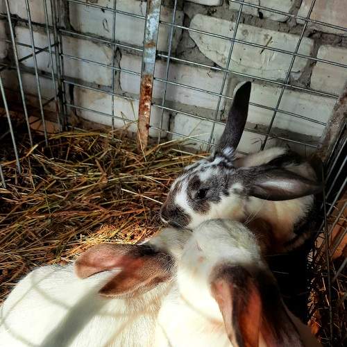 Photo #7547961
