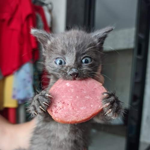 Photo #7548380