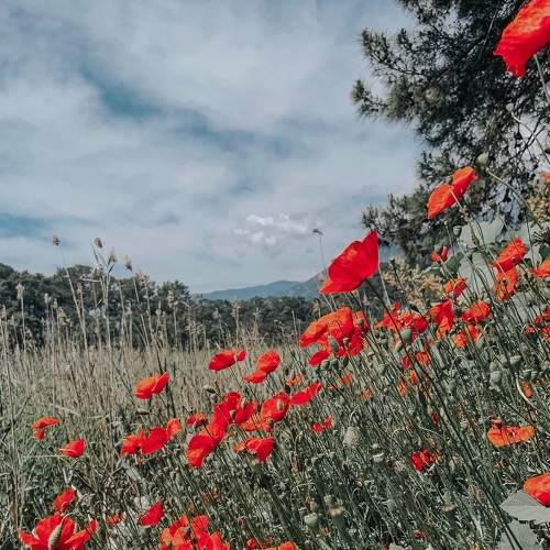 Photo #7551064