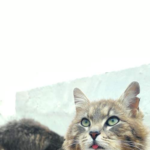 Photo #7554511