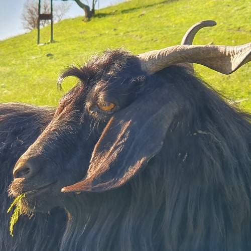 Goat on a spring evening