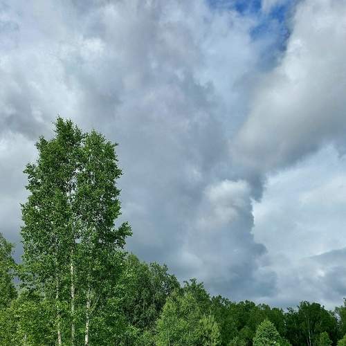 Photo #7555610