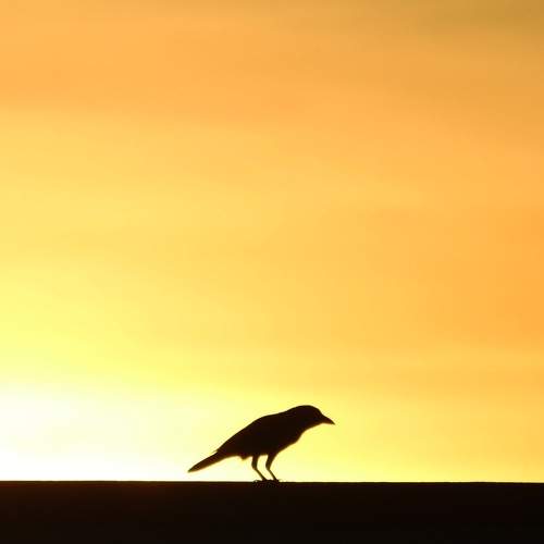 Birds photography