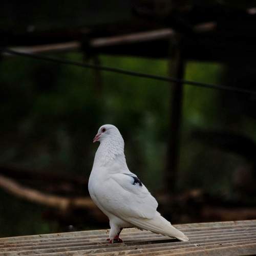 Photo #7555677