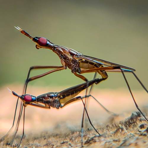 Mobile Macro