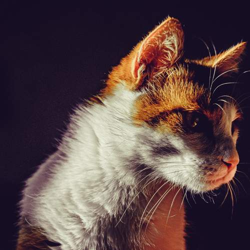 Photo #7560210