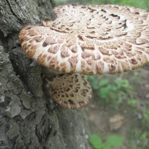 Photo #7561733