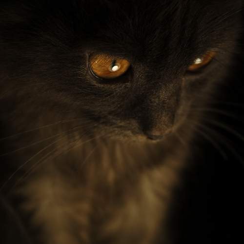 Photo #7567743