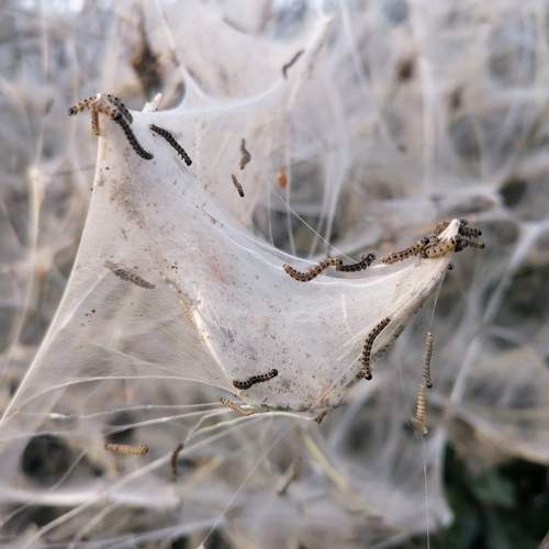 Photo #7568228