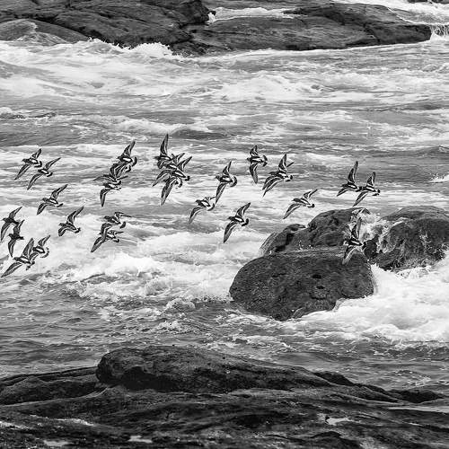 flying over the waves