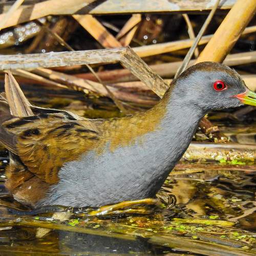 Photo #7568583