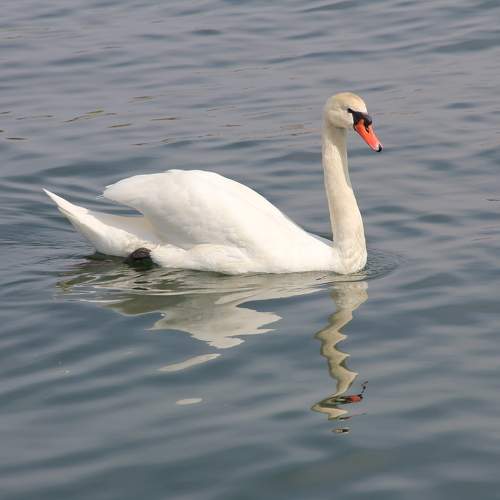 Photo #7568716