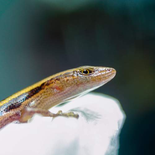 Photo #7569015