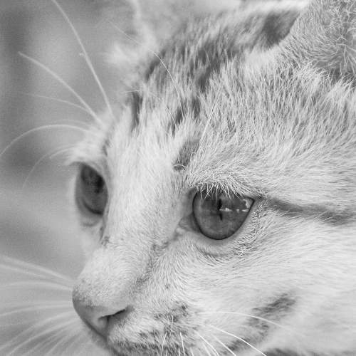 Photo #7569253