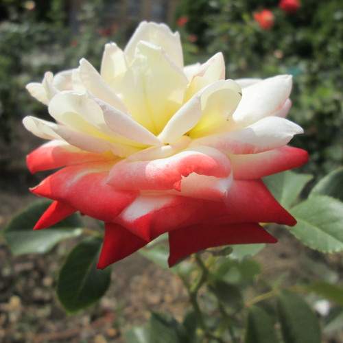 Photo #7569308