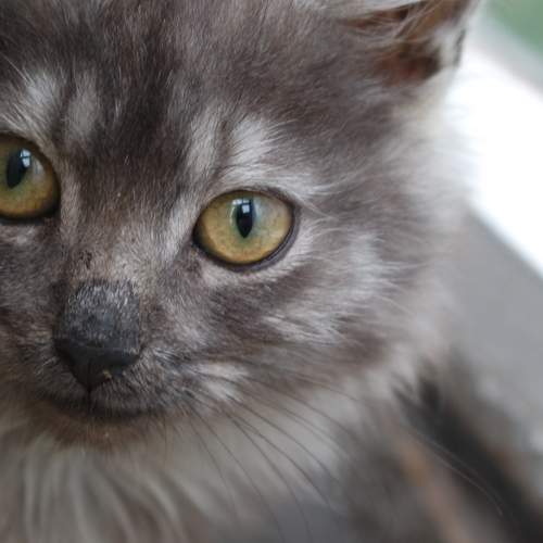 Photo #7569970