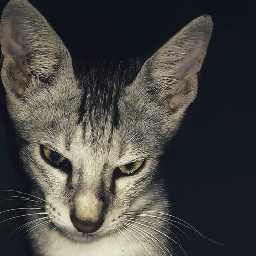 Photo #7570154