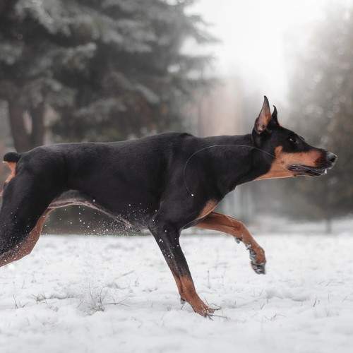 Photo #7571639