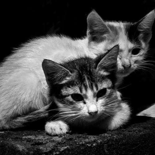 Photo #7572899