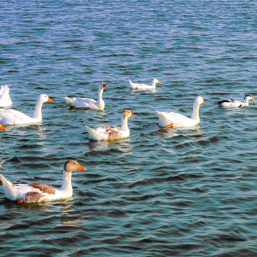 Photo #7573549