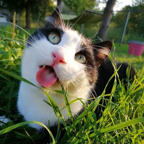 Photo #7574334