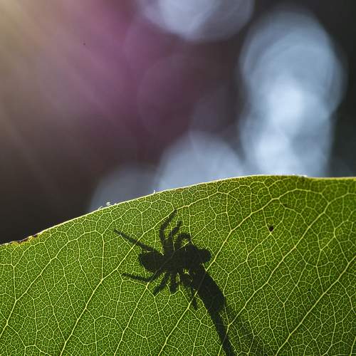 Photo #7577488